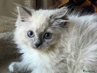 Ragdoll cats 🐈 Gorgeous Cherubim ragdoll kittens - Advert 6