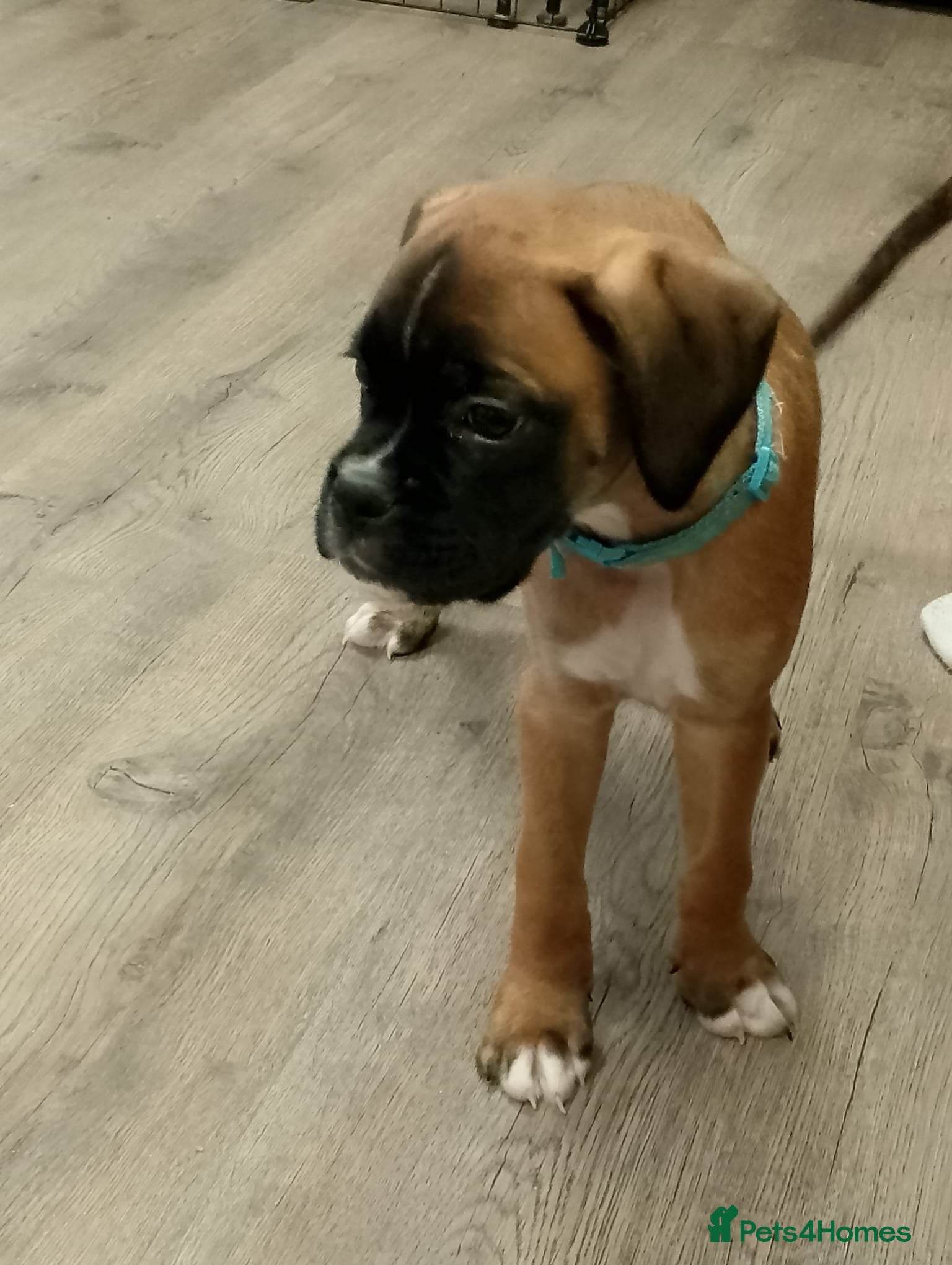 Boxer dogs Boxer Puppies  - Advert 3