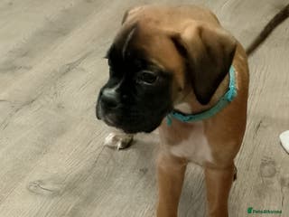 Boxer dogs Boxer Puppies - Advert 2