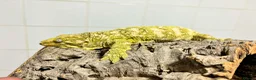 Gecko reptiles for sale: Collection of leachie geckos  in Warwick - Advert 7