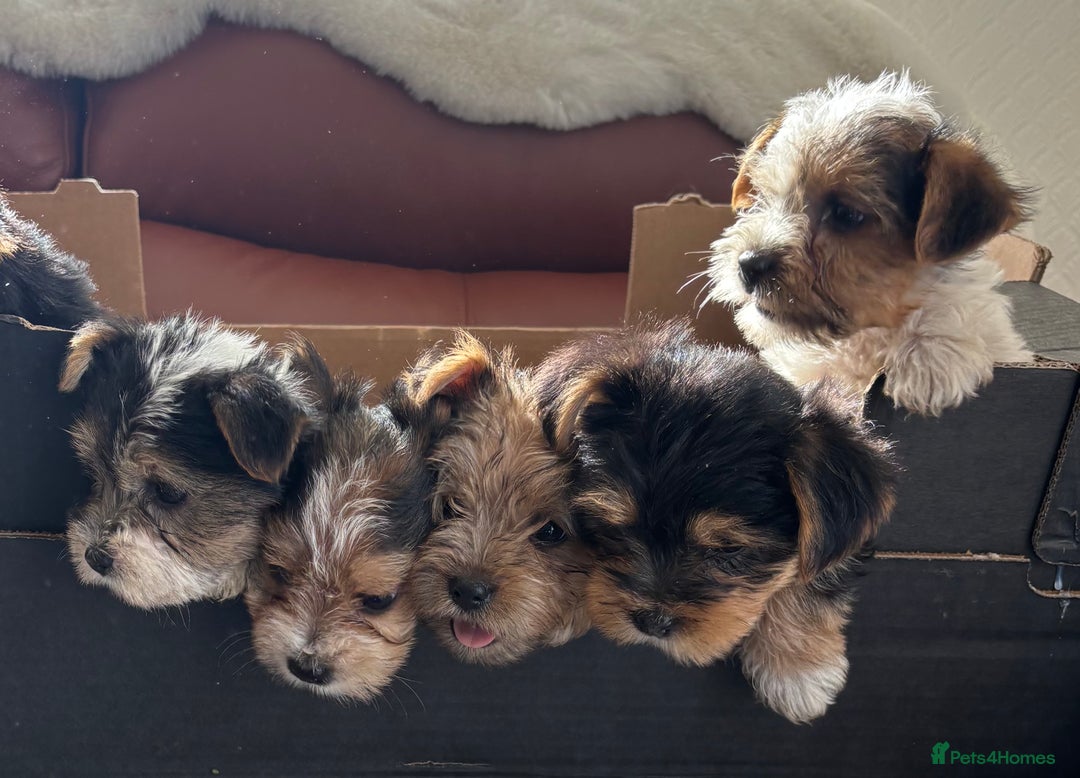 Mixed Breed dogs for sale: Yorkshire terrier/Jack Russell - Image 9