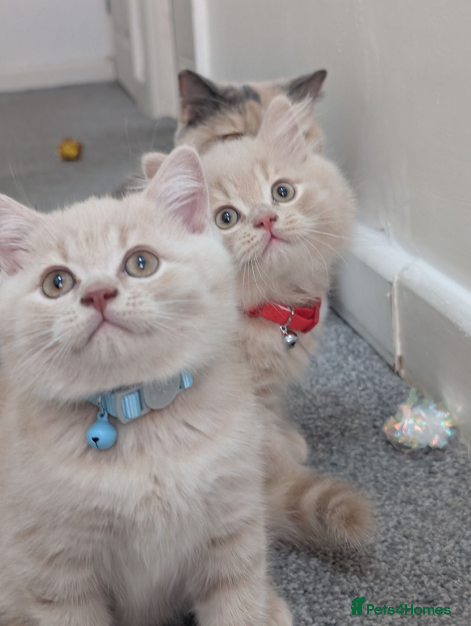 British Shorthair cats Stunning GCCF British shorthair/longhair kittens - Advert 2
