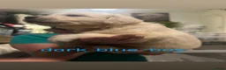 Golden Retriever dogs for sale: Nine beautiful golden retreivers  - Advert 10