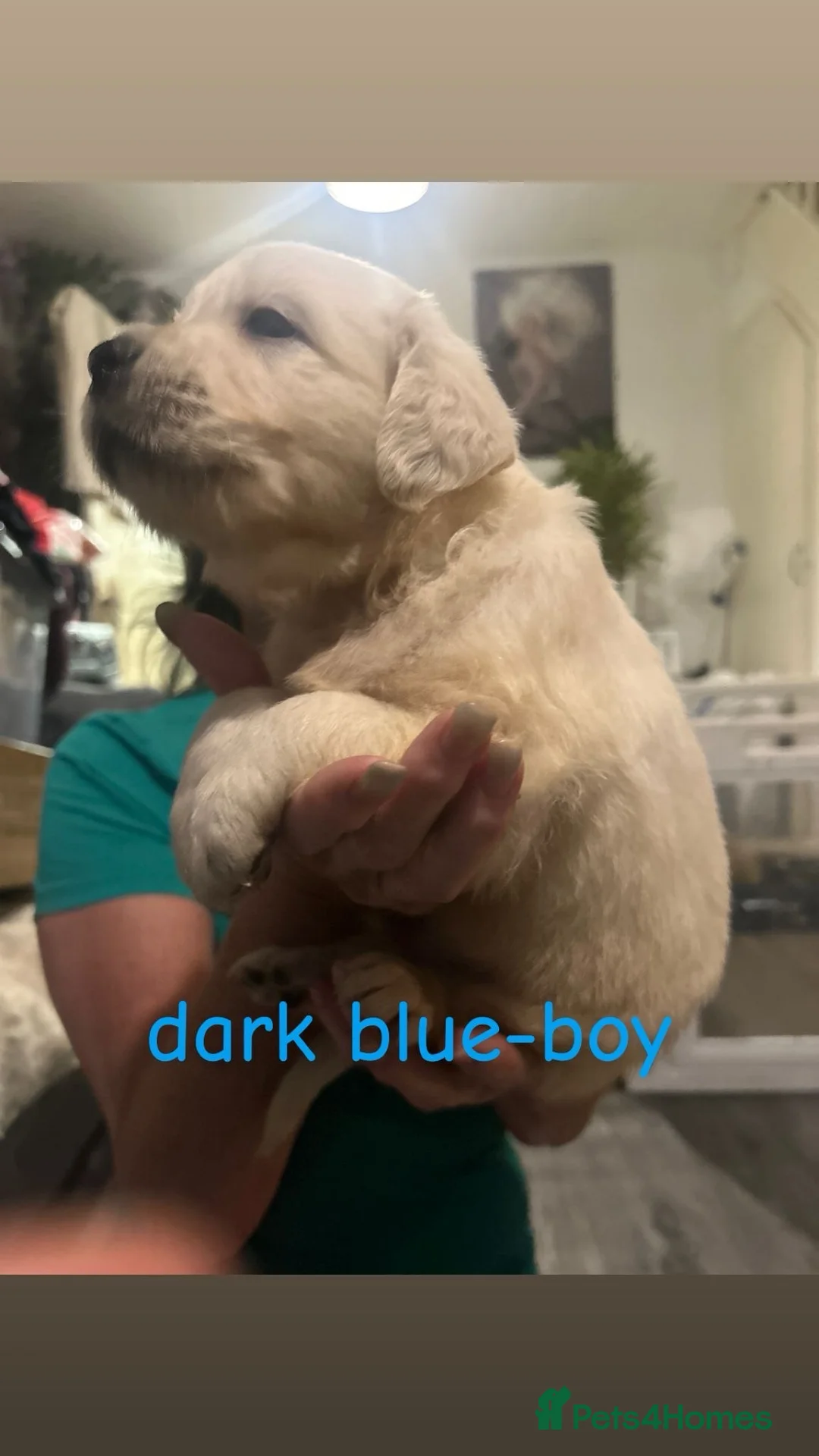 Golden Retriever dogs for sale: Nine beautiful golden retreivers  - Advert 10