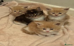 Maine Coon cats for sale: Stunning, super happy Mainecoon kittens x4 - Advert 8