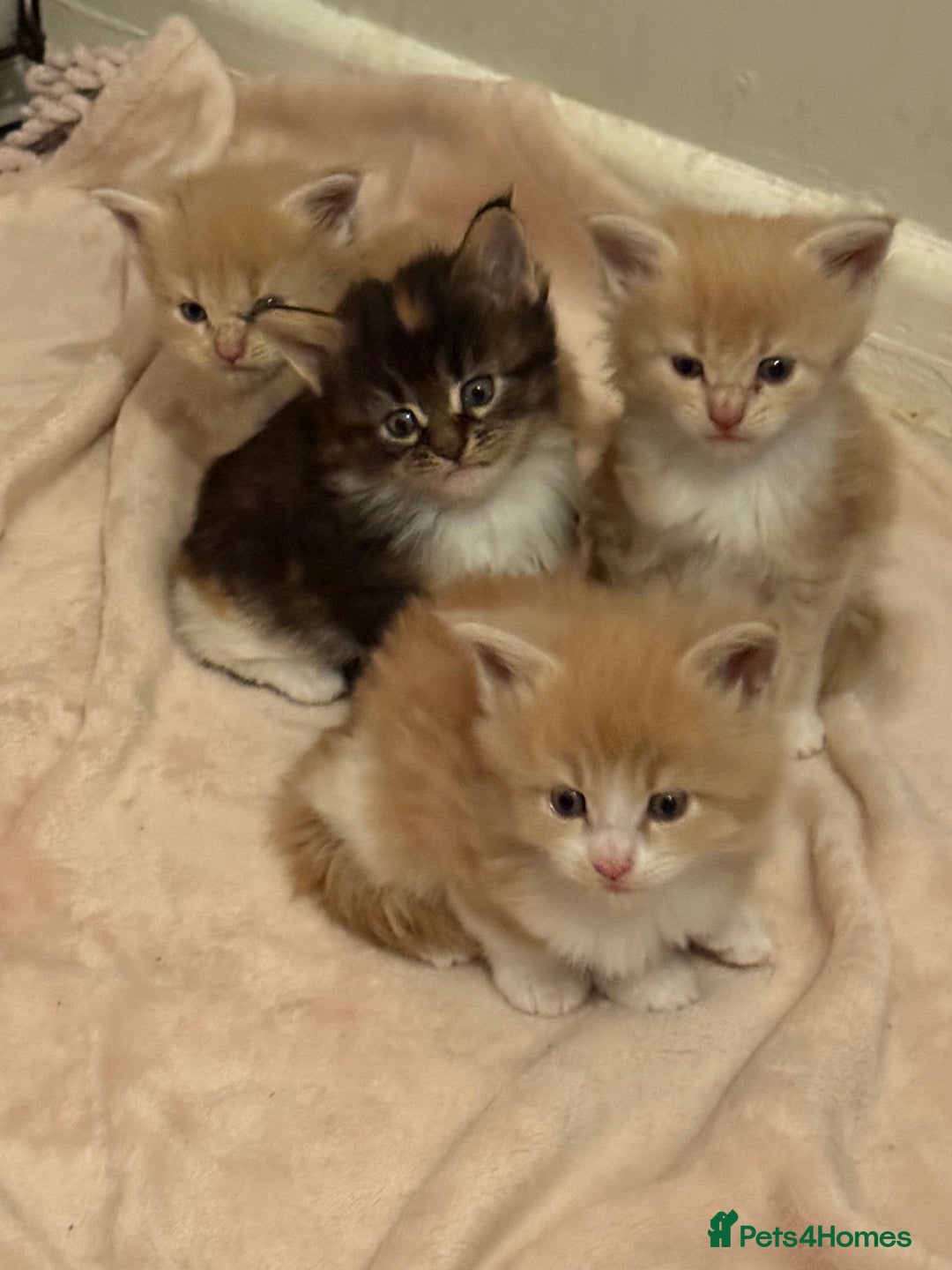 Maine Coon cats for sale: Stunning, super happy Mainecoon kittens x4 - Advert 8
