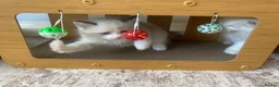 Ragdoll cats for sale: TICA REGISTERED PUREBRED RAGDOLL KITTENS AVAILABLE - Advert 11