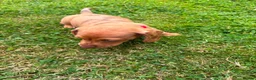 Miniature Dachshund dogs for sale: Beautiful Miniature Dachshunds 🐾 in Wednesbury - Advert 13