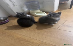 British Shorthair cats for sale: British Shorthair Kittens  - Image 5