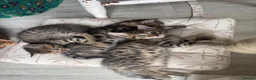 Mixed Breed cats for sale: Bengal cross kittens - Advert 4