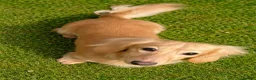 Miniature Dachshund dogs for sale: 4 beautiful long haired miniature dachshund pups in Salisbury - Advert 4