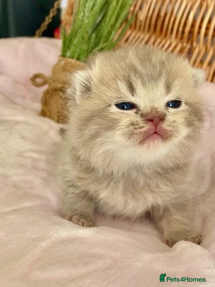 Scottish Fold cats 🧸EXTREMELY RARE TICA FAWN SCOTTISH/BSH 😻🧸 - Advert 11