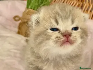 Scottish Fold cats 🧸EXTREMELY RARE TICA FAWN SCOTTISH/BSH 😻🧸 - Advert 11