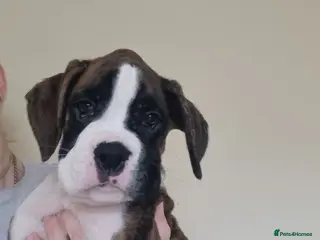 Boxer dogs Ready Now Outstanding KC Boxer puppies - Advert 3