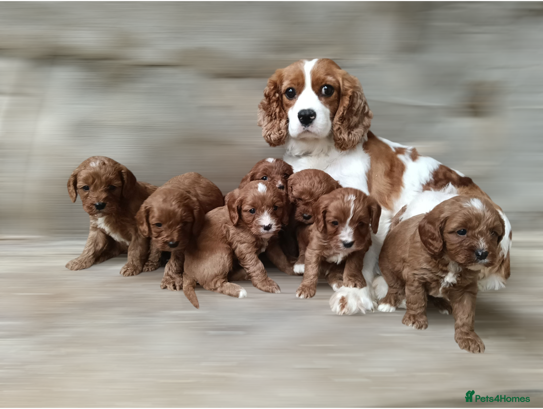 Cavapoo dogs for sale: Stunning F1 Quality Cavapoo Puppies. Dad Tested.  - Image 10