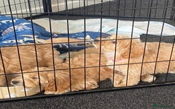 Cockapoo dogs for sale: STUNNING F1 COCKAPOO PUPPIES  - Image 15