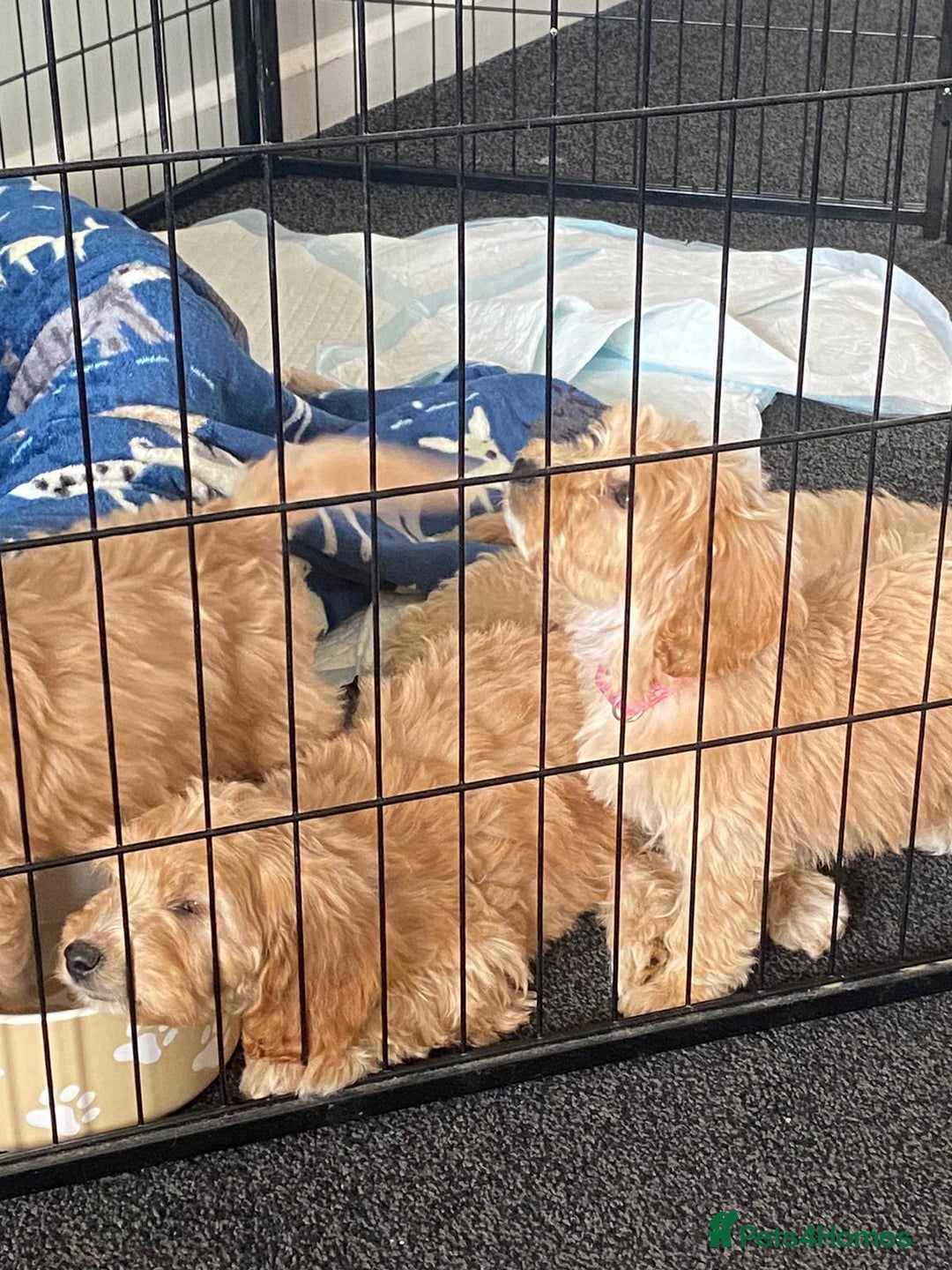 Cockapoo dogs for sale: STUNNING F1 COCKAPOO PUPPIES  - Image 15