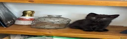 Mixed Breed cats for sale: The most amazing kitten - Advert 7