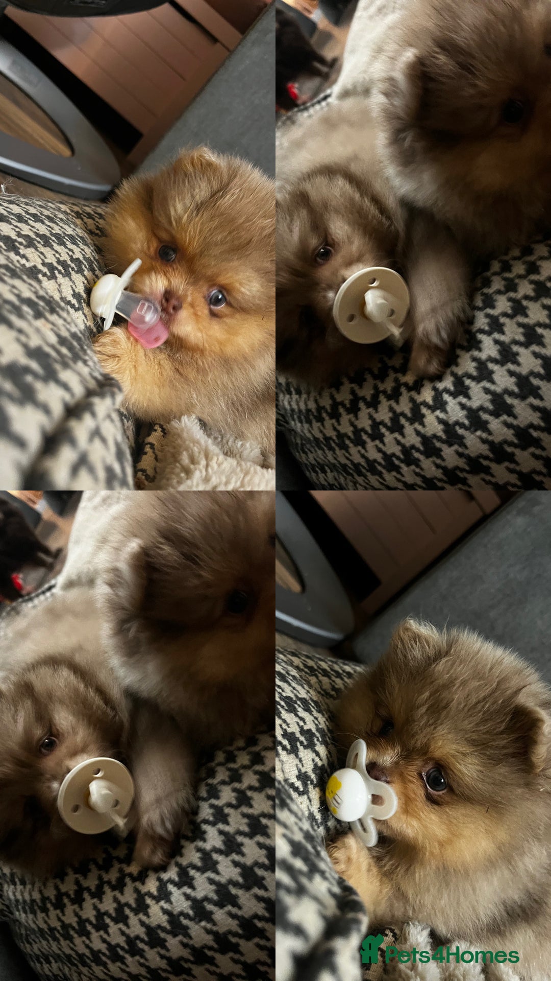 Pomeranian dogs for sale: READY NOW Super fluffy adorable Pomeranians  - Advert 7