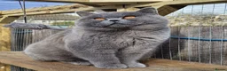 British Shorthair cats for sale: 🐾 Beautiful British Shorthair Kittens 🐾 - Advert 23