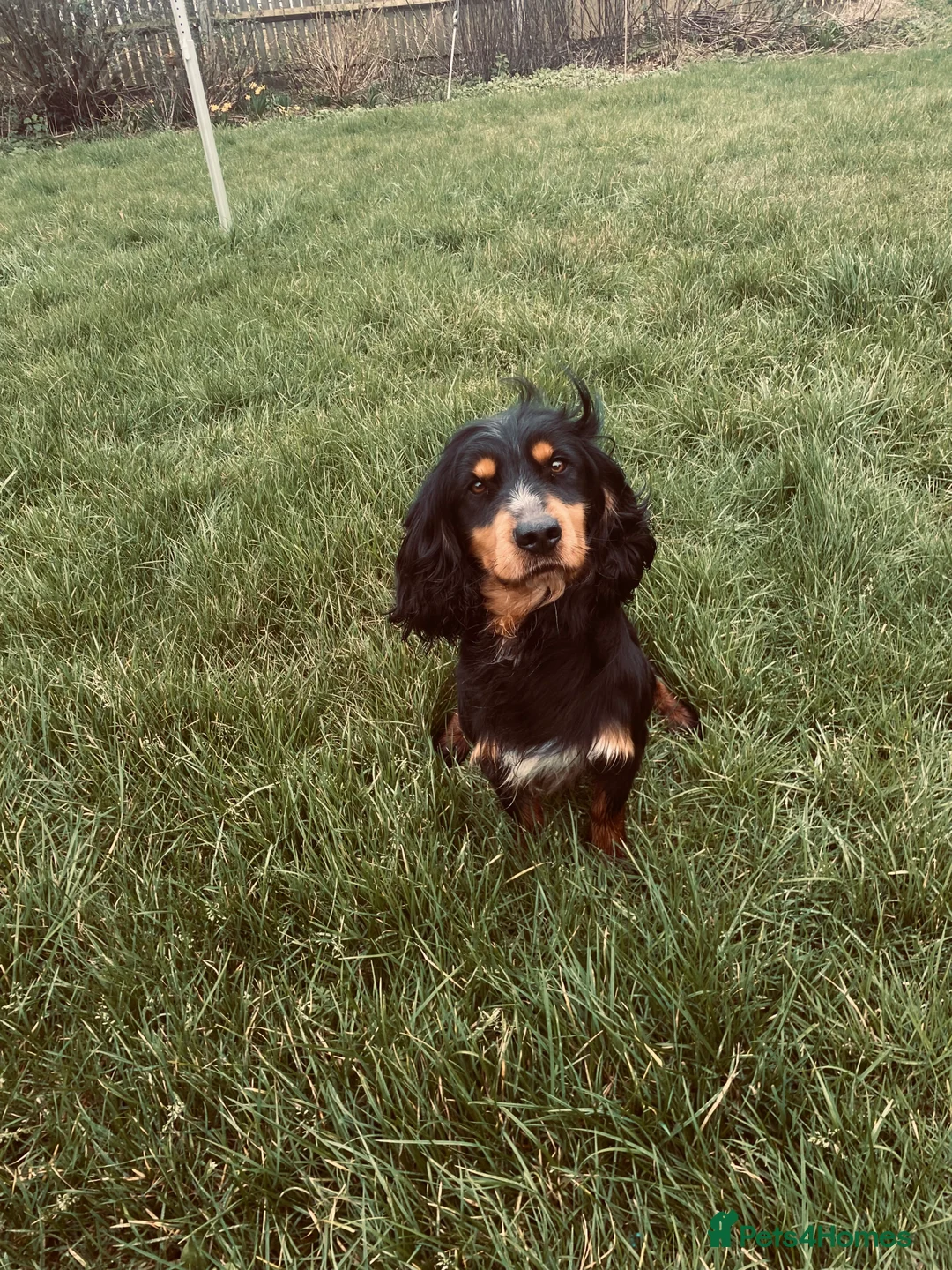 Cocker Spaniel dogs for stud: KC registered working cocker dog for stud  - Advert 2