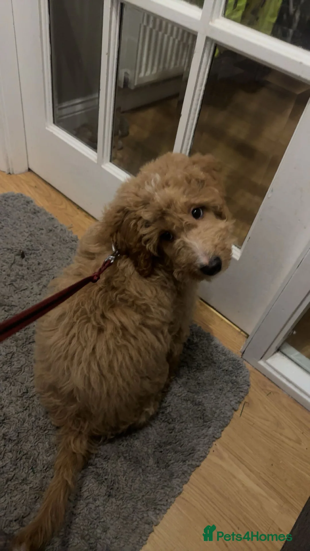 Cavapoo dogs for sale: gorgeous cavapoo puppy looking for new🏡 - Advert 3