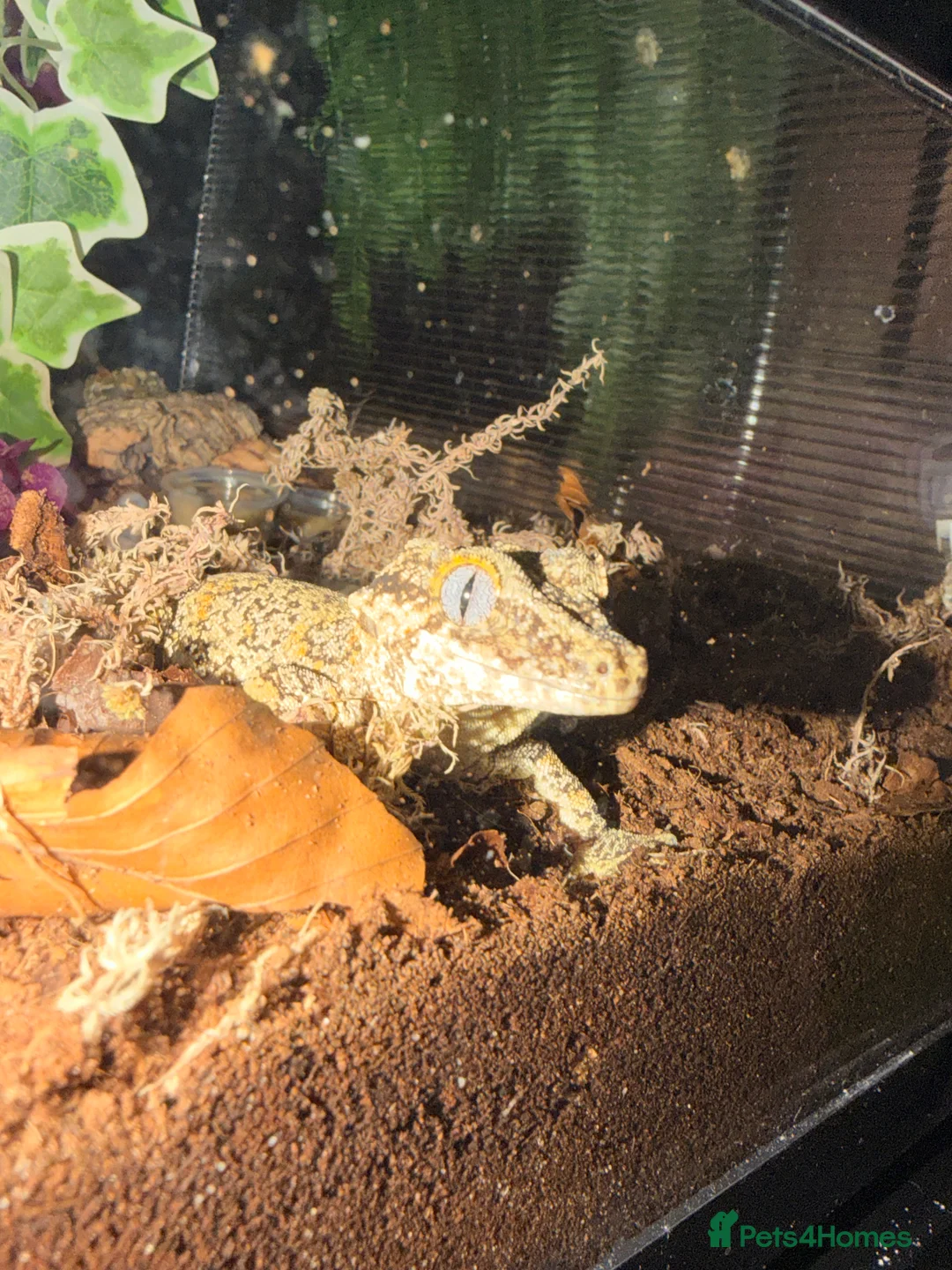 Mixed Breed reptiles for sale: Male and female gargoyle gecko - Advert 3