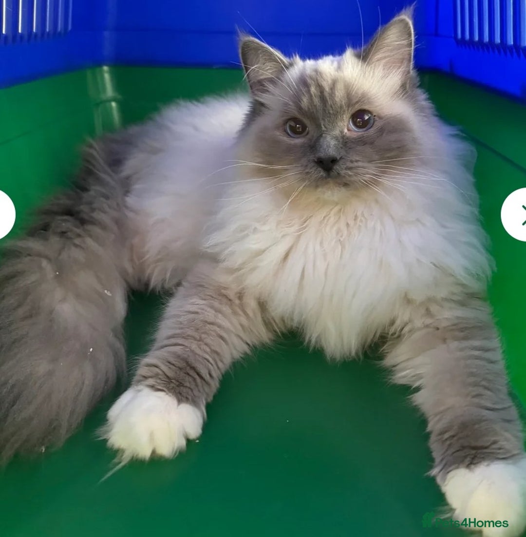 Ragdoll cats for sale: Ragdoll x - Image 11