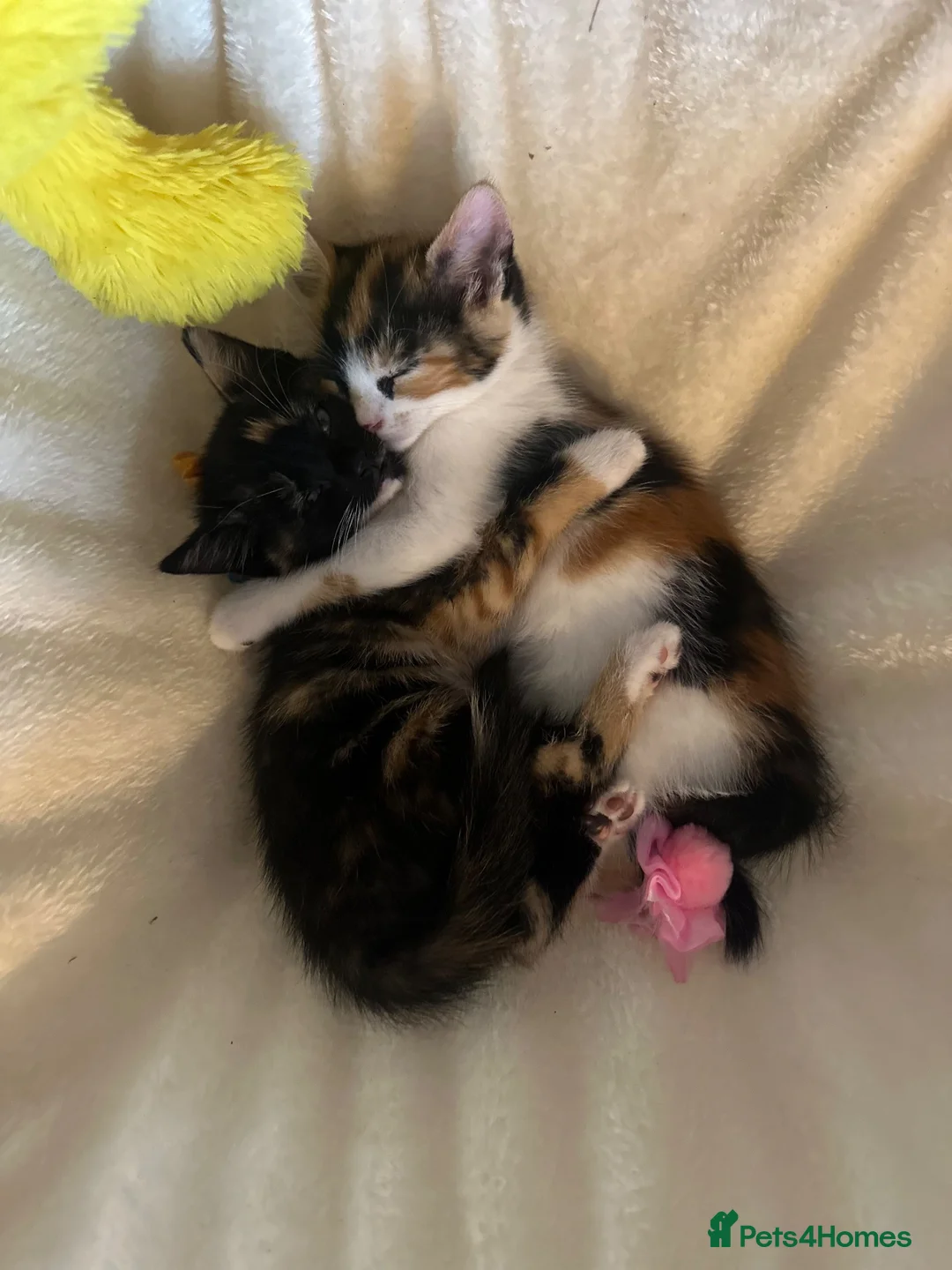 Mixed Breed cats for sale: 2 male, 4 female kittens are looking for home - Advert 17