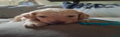 Cockapoo 1