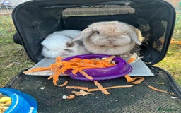 Mini Lop rabbits for sale: Mini Lop Rabbits  - Image 1