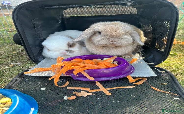 Mini Lop rabbits - Advert 16