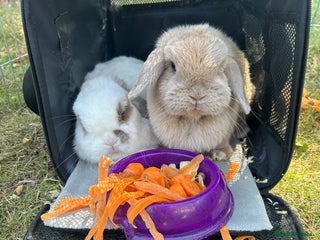 Mini Lop rabbits - Advert 33