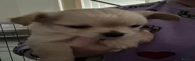 Chihuahua Puppy 1