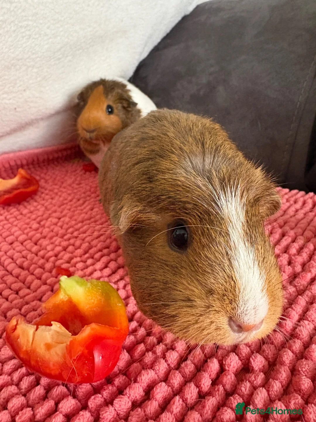 Guinea Pig rodents for sale: 2x female Guinea Pigs  in Hartlepool - Advert 2