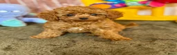 Cavapoo dogs for sale: Adorable teddy bear toy cavapoo health checked - Advert 8