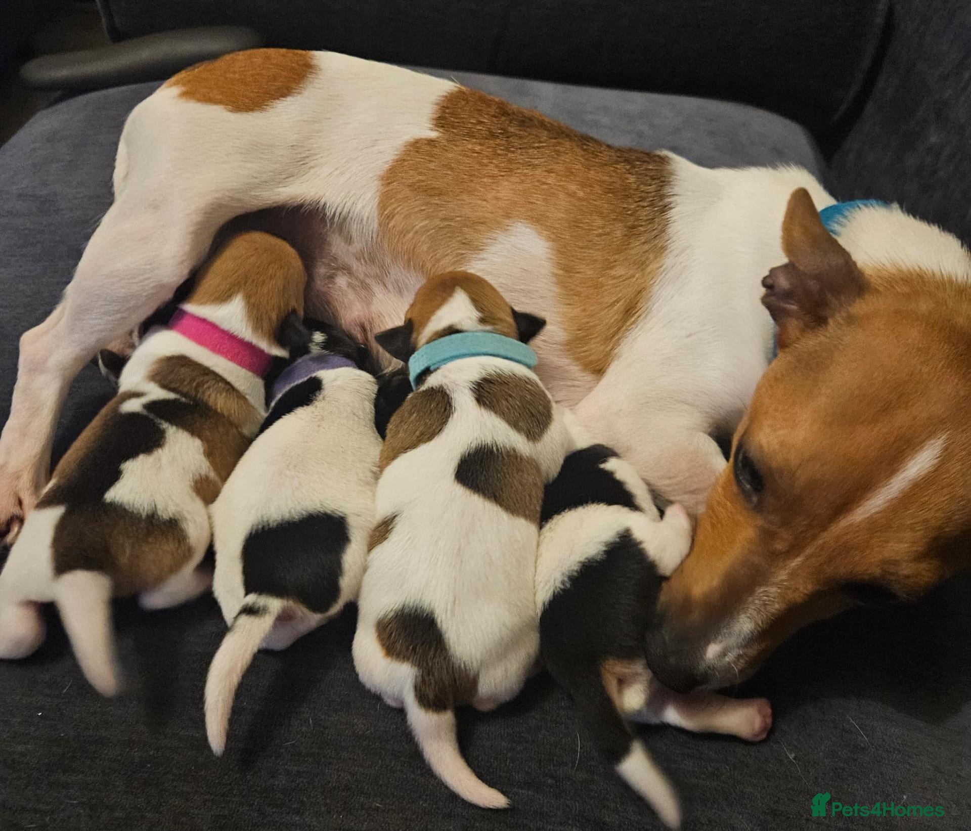 Jack Russell dogs Farm bred Jack Russell pups - Advert 1