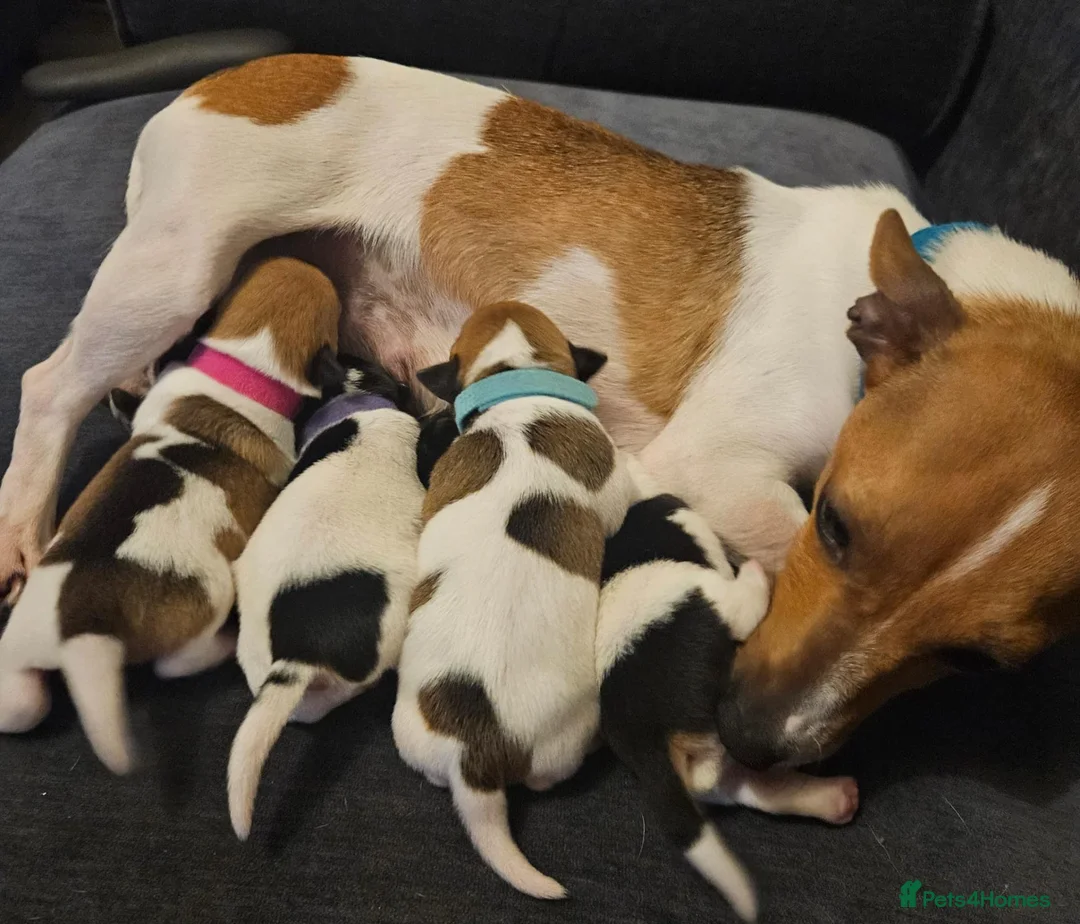 Jack Russell dogs for sale: Farm bred Jack Russell pups - Advert 1