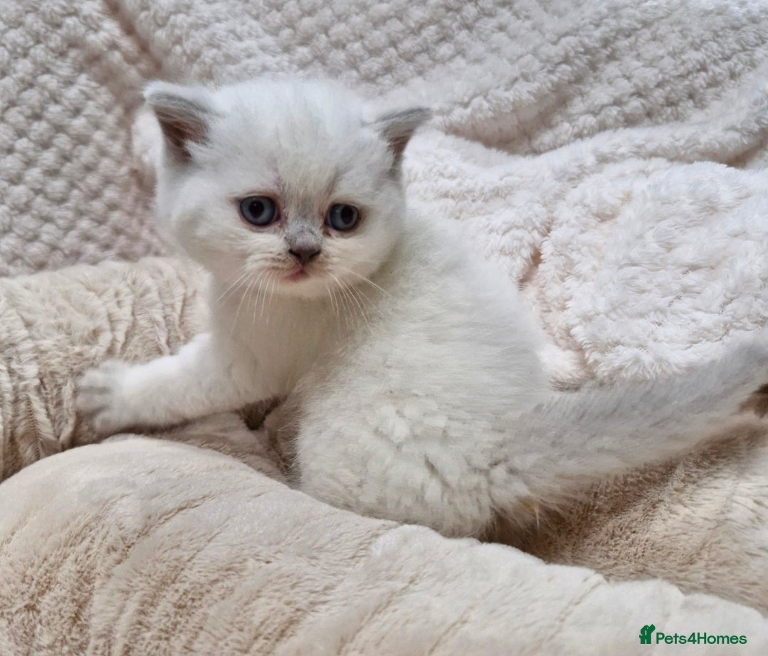 British Shorthair cats GCCF registered British shorthair and longhair - Advert 5