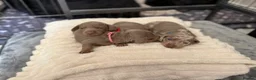 Miniature Dachshund dogs for sale: KC registered miniature daschunds  - Advert 1