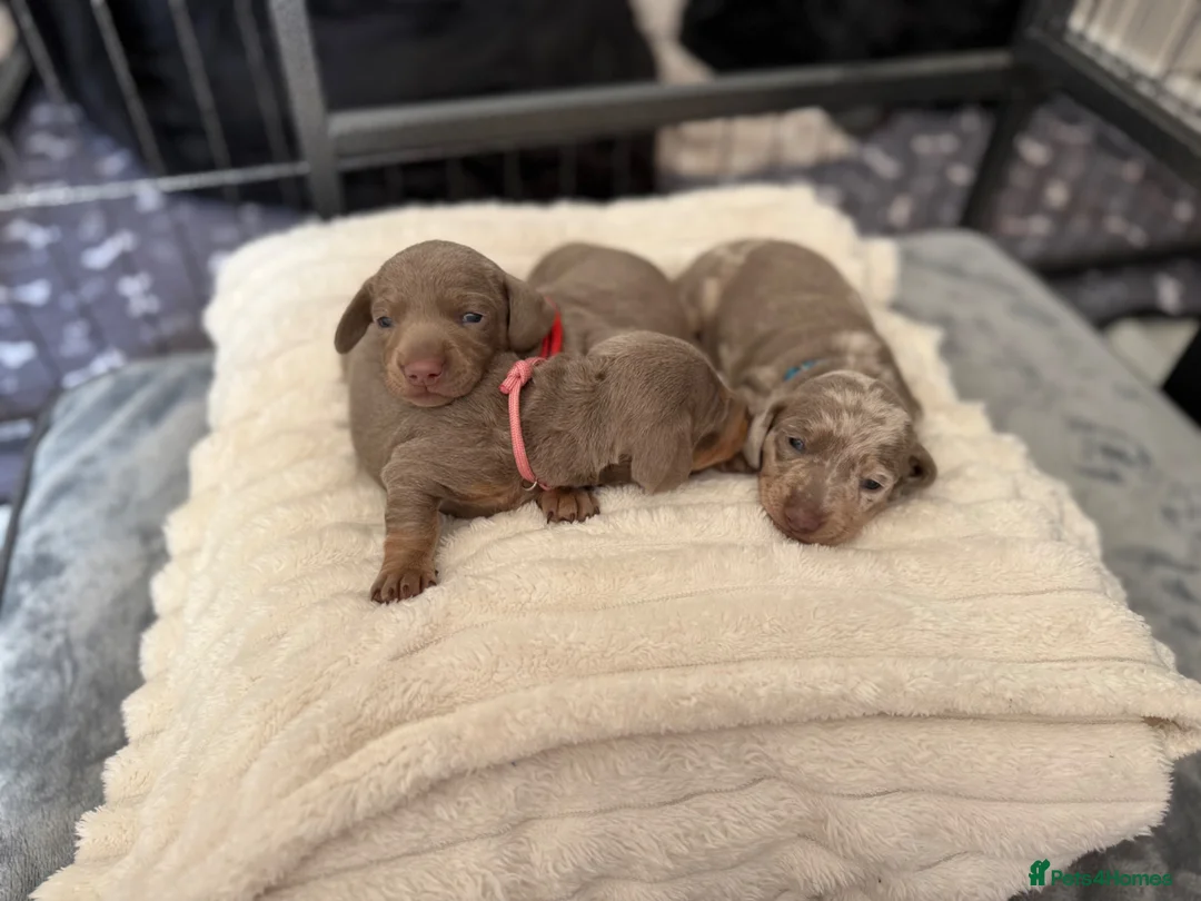 Miniature Dachshund dogs for sale: KC registered miniature daschunds  - Advert 1