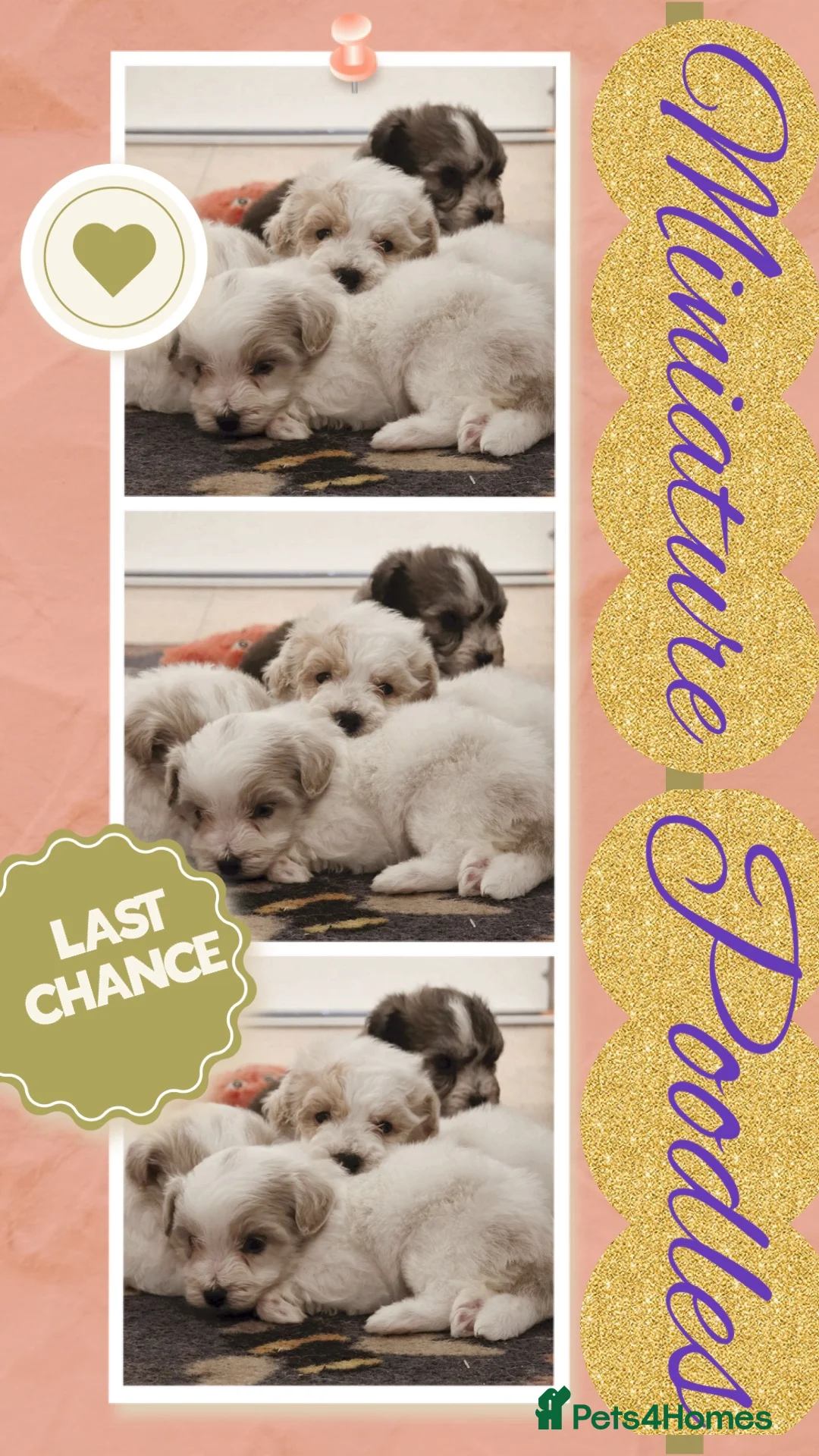 Miniature Poodle dogs for sale: Very small  harlequin miniature poodles  - Advert 1