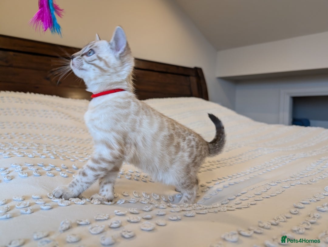 Bengal cats for sale: 🤍🩶🖤 Beautiful Bengal Kittens 🖤🩶🤍 - Image 5