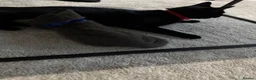 Mixed Breed cats for sale: Lovely Gray kittens one boy one girl in Stoke-on-Trent - Advert 13