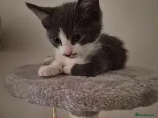 British Shorthair cats Cute Kittens - Advert 4