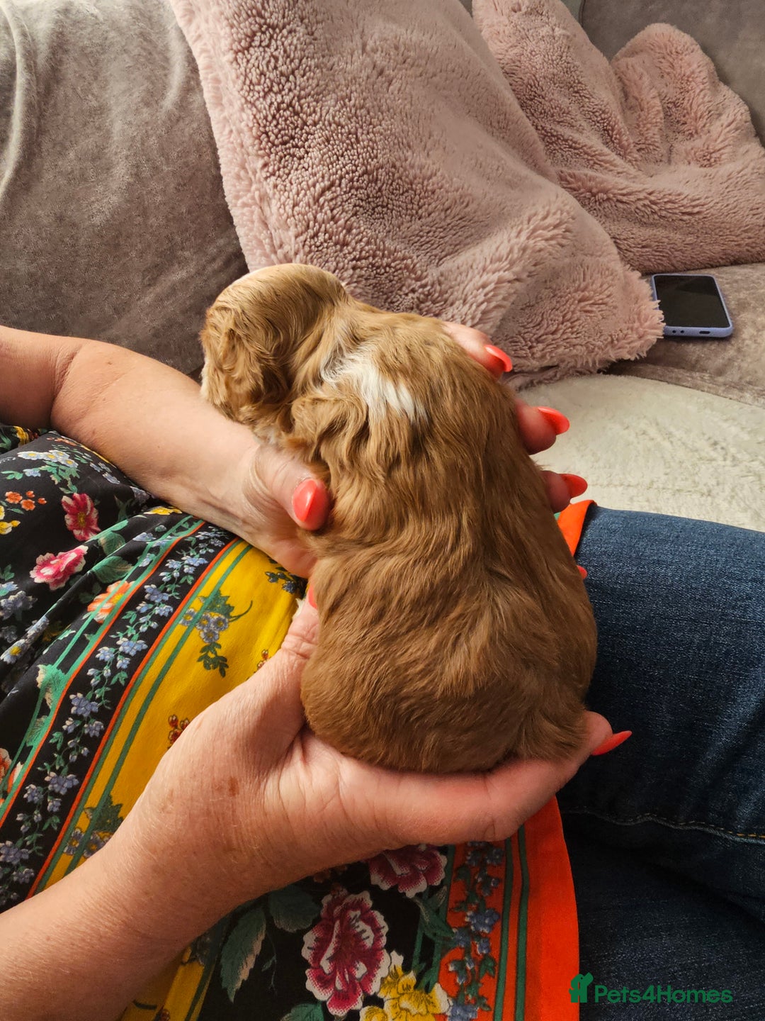 Mixed Breed dogs for sale: BEAUTIFUL SMALL MALTIPOO  BABY'S  - Image 5
