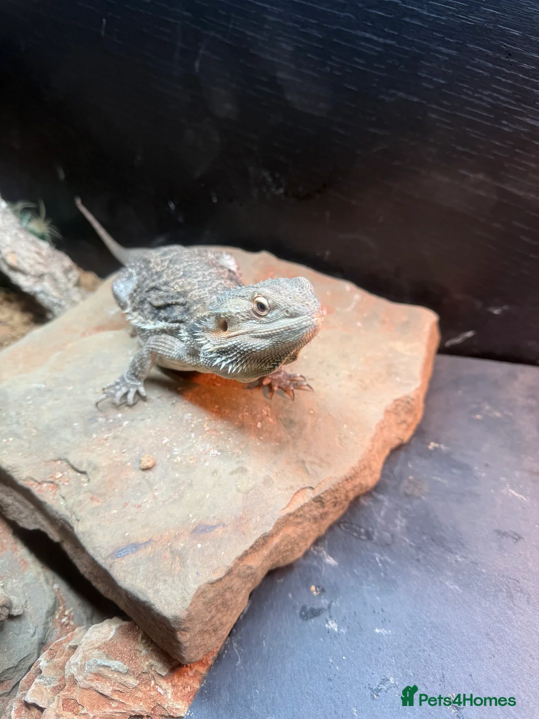 Bearded Dragon reptiles for sale: Bearded dragon and complete set up - Advert 2