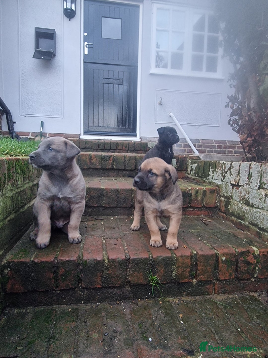 Mixed Breed dogs for sale: Dutch shepered X Doberman x malinois puppys  - Advert 10