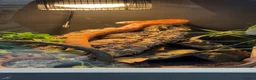Corn Snake reptiles for sale: scaleless corn snake - Advert 2