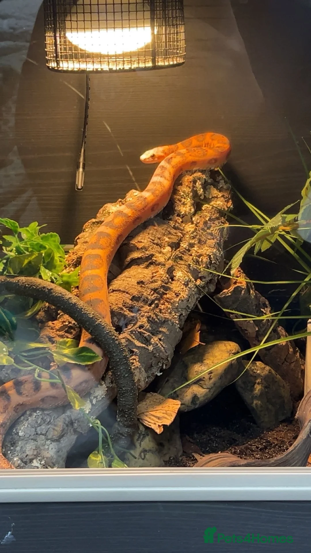 Corn Snake reptiles for sale: scaleless corn snake - Advert 2